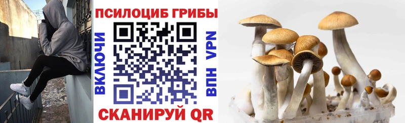 Псилоцибиновые грибы Psilocybe  Дальнереченск 